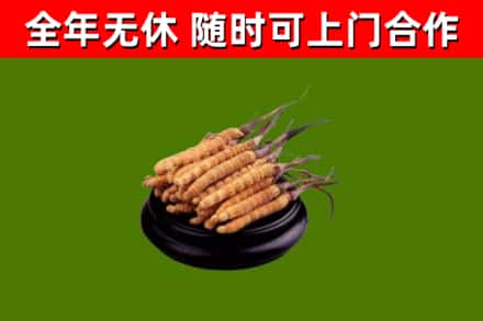 墨江回收冬虫夏草